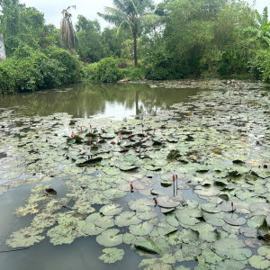 cau-ca-ao-sen-trai-nghiem-am-thuc-san-vuon-va-cau-ca-thu-gian-giua-thien-nhien-binh-yen